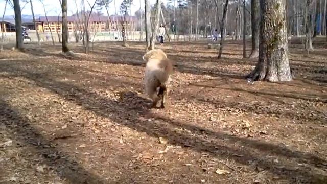 ゴールデンドゥードルなな山中湖ドックランwoofで走り回る смотреть онлайн