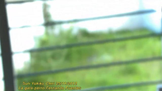 Suri la gata perro que responde a los silbidos Suri, the cat that responds to whistles