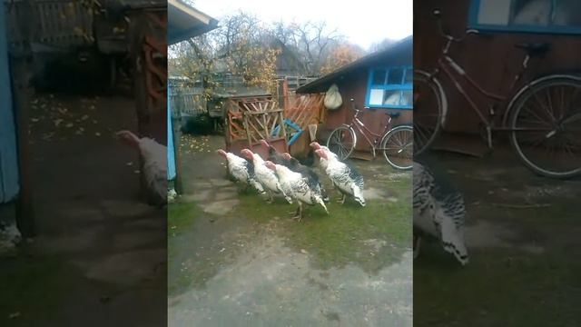 Воины!!! смотреть онлайн