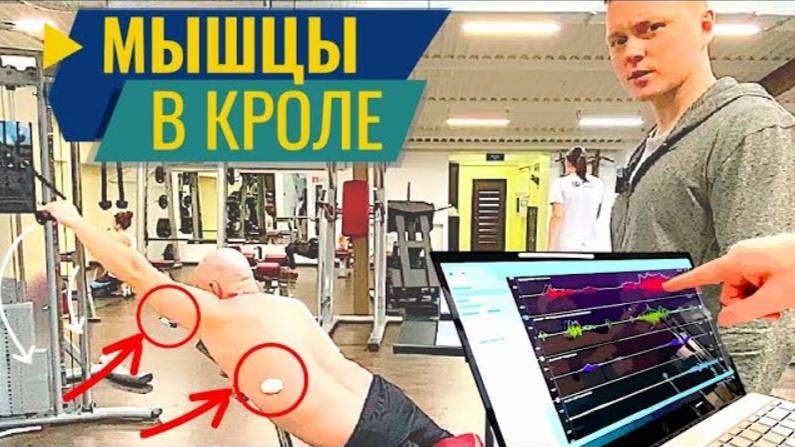 Какие Мышцы работают в плавании кролем? смотреть онлайн