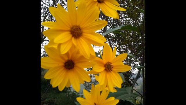 TOPINAMBUR (helianthus tuberosus) medicinal plant смотреть онлайн