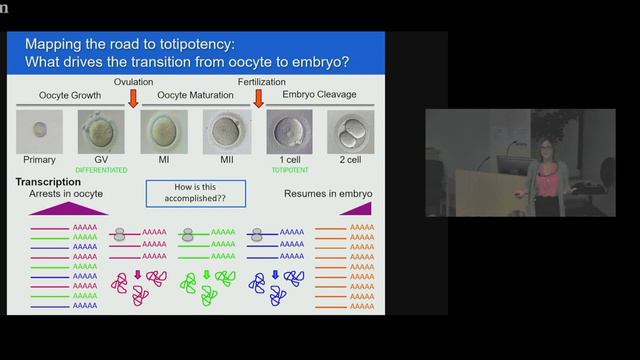 3 Cook Andersen Oocyte to Embryo смотреть онлайн