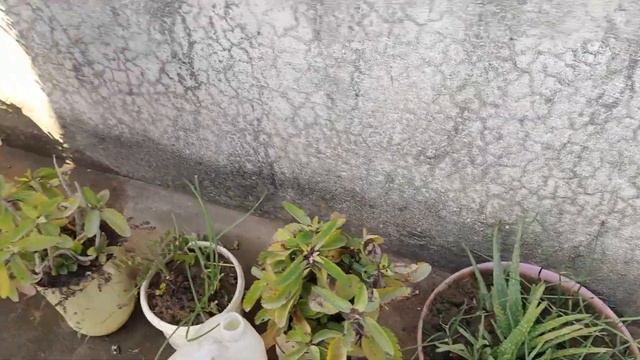 Miss You All (Dada ,Dadi And Bua Ji )🙏❤️