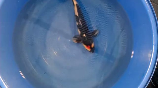 Tancho Showa 26 D смотреть онлайн