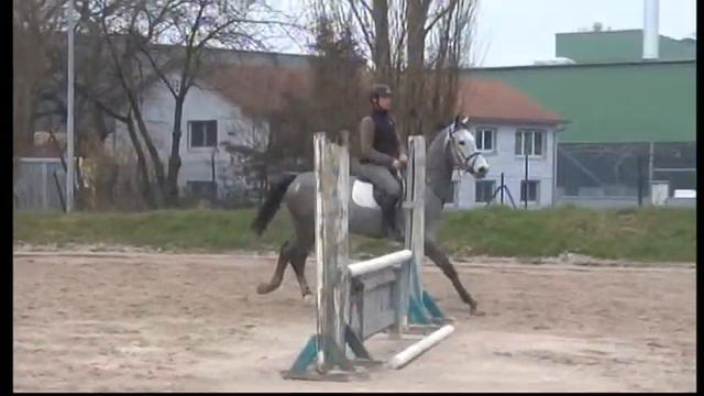 Heiniger-Pferde.com Count Grannus X Corrado 6j. Wall.