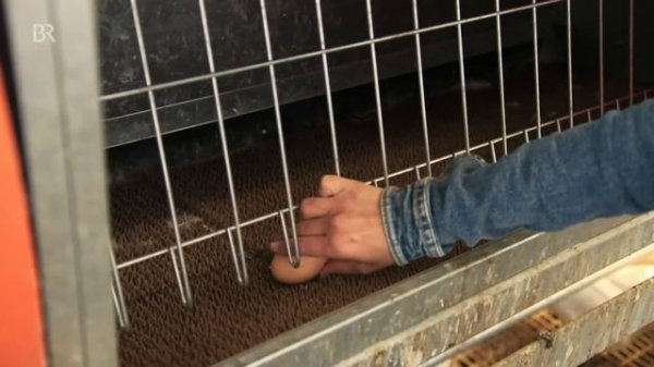 Die bunte Ferkelbande | Anna auf dem Bauernhof | #3