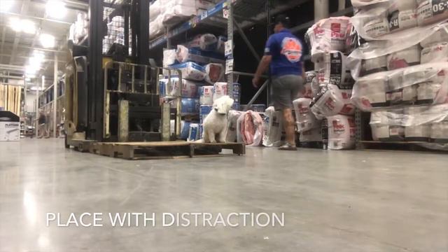 Asheville Dog Trainers - Max's Two Week Board and Train Transformation смотреть онлайн