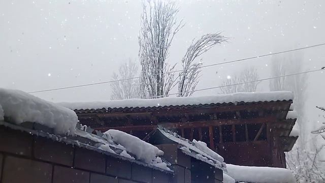 Зимистони Понгоз смотреть онлайн