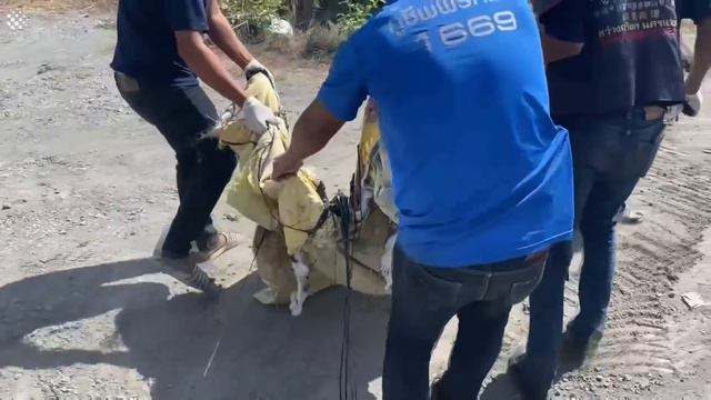 Heroic Moment People Rescue Stray Dog Stuck In Molten Rubber | Stray Dog Rescued