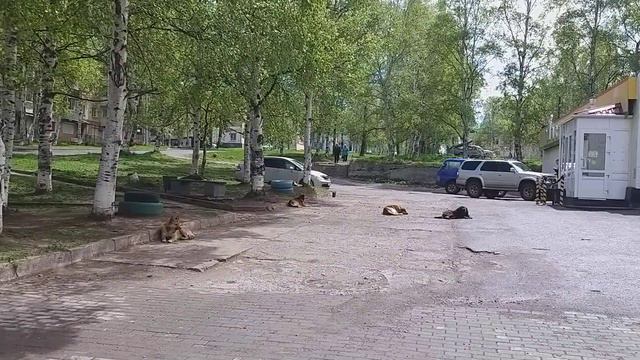 Совгавань,02.06.23г., ул.Гончарова смотреть онлайн
