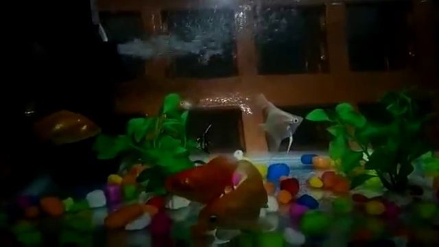 AN AQUARIUM 😍 смотреть онлайн