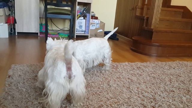 Даймонд и Эмили смотреть онлайн