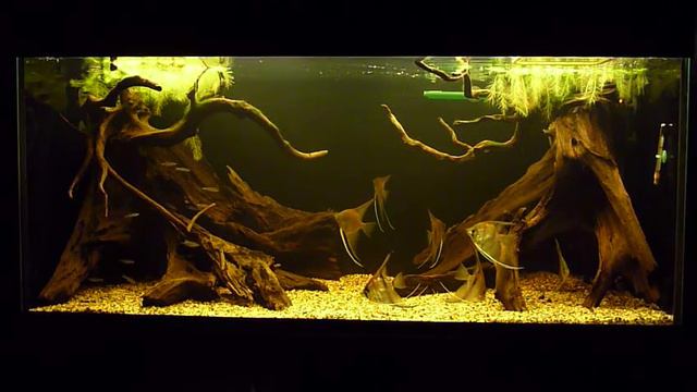 amazon biotope aquarium