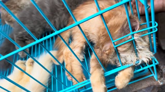 low Price Pets shop in Crawford Market Mumbai | Mumbai Cheap Pet Market смотреть онлайн