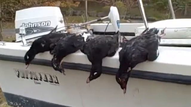 more coot shooting seaduck thetackleshop/harvey bennett/amagansett/montauk new york смотреть онлайн