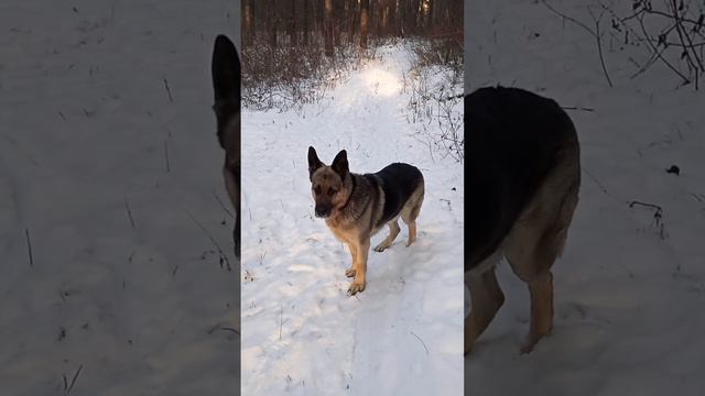 пошли гулять с Урмасом .вео.17 декабря 2022 г.