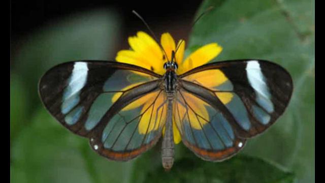 Leptirov let Autor Boris Lukić All rights reserved смотреть онлайн