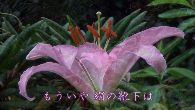 絹の靴下 夏木マリ / Cover