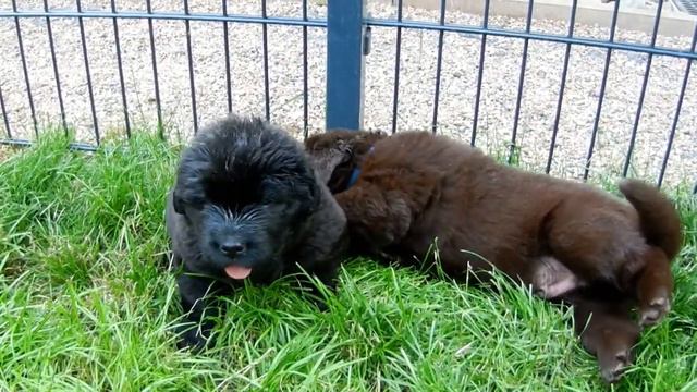 Bärenfels C-Wurf  - Neufundländerwelpen Fellpflege Nach Milchmahlzeit