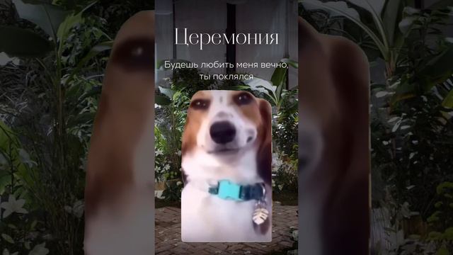 ⚡Жиза #свадьба #праздник #wedding #ведущийтумурмустафин смотреть онлайн