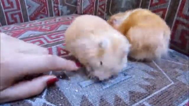 sofi y el pan смотреть онлайн