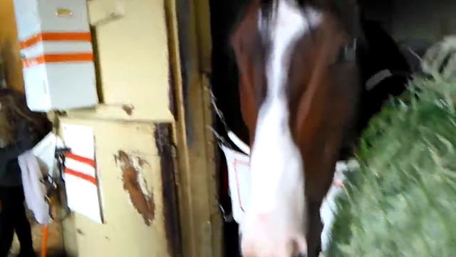 Belmont Park Up Close   Inside One Of The Barns, May 7, 2017 3