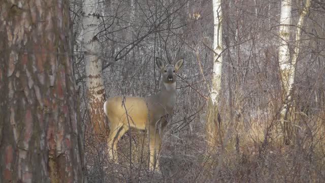 Самец сибирской косули. Голос ( лай ) косули ( Capreólus pygárgus ) смотреть онлайн