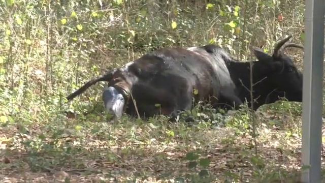 Cow birth 2023 смотреть онлайн