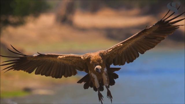 Steppes | Discover Zimbabwe With Ben Oxley Brown