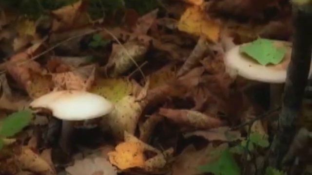 Piano - Bebu Silvetti