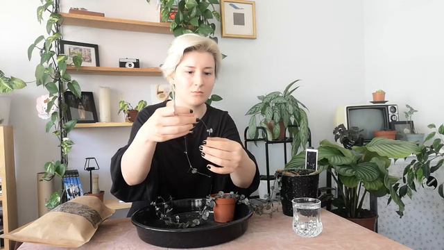 Ceropegia Woodii Çoğaltma | Kalp Kalbe Karşı Bitkisi смотреть онлайн