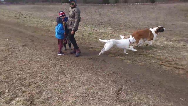 Saint Bernard Puppy Starting To See She Is A Beast