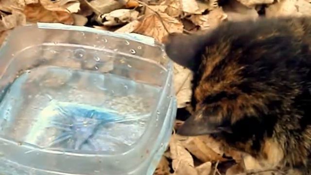 Fisher cat kitty cat vs fish 0 1 Funny videos cat and fish cat vs fish смотреть онлайн