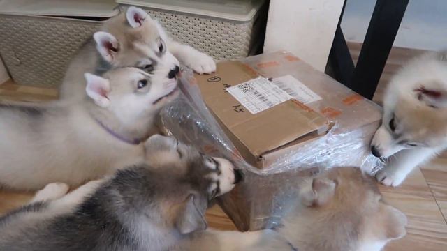 First Vaccine Ng Mga #Benris, Marami Narin Silang Toys :)