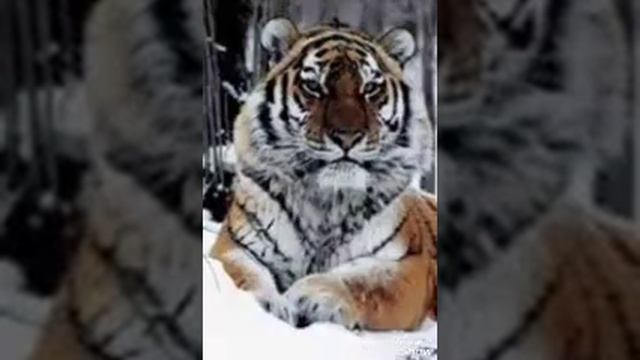 Kaplan Neyleyim 1996