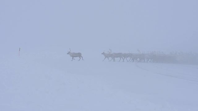 Canadian Reindeer Herd Crossing the Mackenzie River Ice Road смотреть онлайн