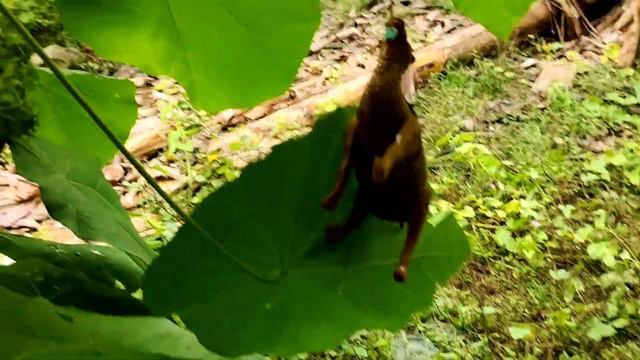 Menemukan Mainan Hewan Hidup Di Pohon Jati Berbuah Ayam Elang Unta Gajah Badak Kuda смотреть онлайн