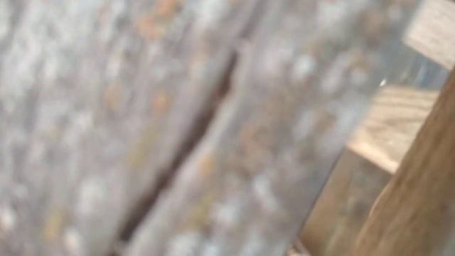 скорая напомощь миу-миу