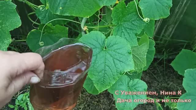 ЭТИМ ОРГАНИЧЕСКИМ УДОБРЕНИЕМ ПОЛИВАЮ ОГУРЦЫ В СЕНТЯБРЕ! Продлеваем сбор урожая Огурцов до морозов смотреть онлайн