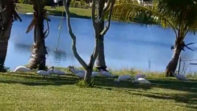 The Ride Of The Fidis