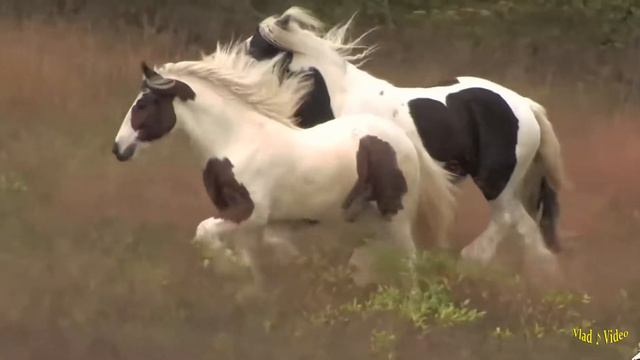 Rolf Kohler & AlimkhanOV A. - Only For You (Remix)