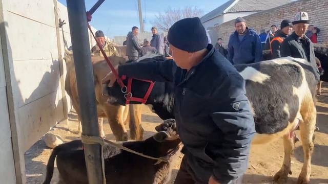 КАРАВАН МАЛ КОЙ АТ БАЗАРЫ 23-Март!!! смотреть онлайн