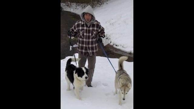 Delaney and Bonnie-Puppy Pictures смотреть онлайн