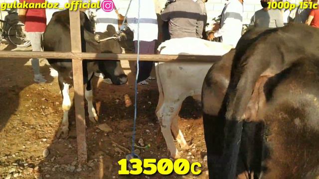 Молбозор Гулакандоз,Ж.Расулов,Пролетар.Пайшанба Молбозори Нархлар Баланд.11.06.2020.