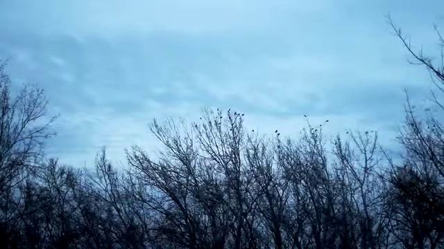 El Aire De Los Chopos, De José Agustín Goytisolo