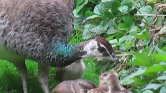 Peahen with Peachicks part 2 - End of the Road Festival, Larmer Tree Gardens, 03/09/2011 смотреть онлайн