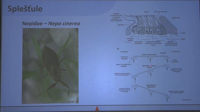 Pokroky v biologii 2022 (3.1) Šimon Zeman: Vnímání rovnováhy u bezobratlých (PřF UK 19.2.2022) смотреть онлайн