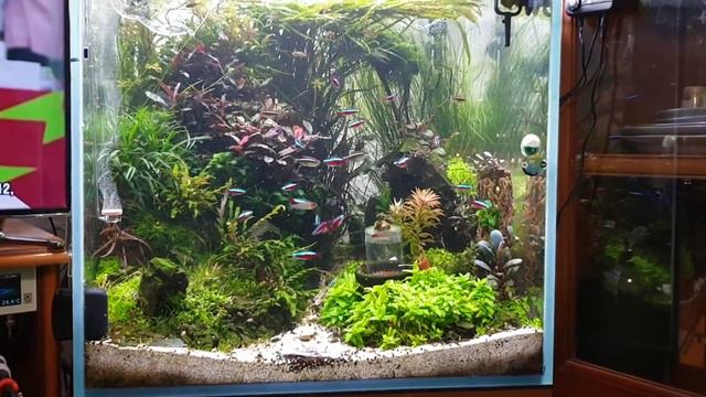 Аквариум 10.06.2020 (Aquario NEO CO2 Extended Diffuser) смотреть онлайн