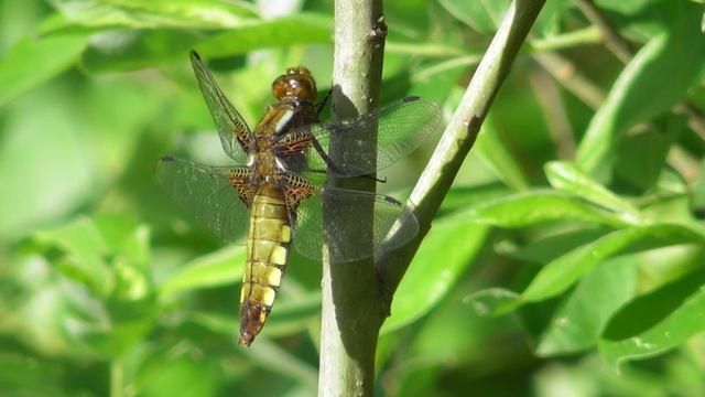 Стрекоза плоская. Самка и самец ( Libellula depressa ) смотреть онлайн