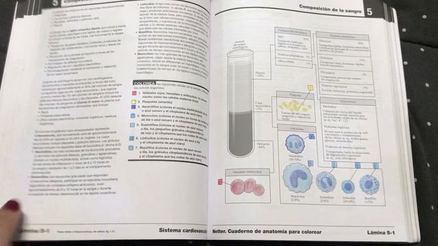 Netter смотреть онлайн